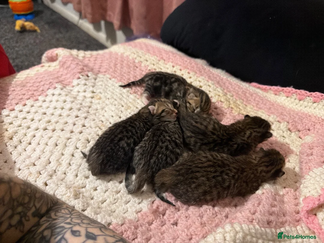Bengal cats for sale: Bengal x tabby kittens  - Advert 2