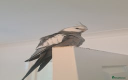 Cockatiels birds for sale: 2 beautiful birds (couple) - Image 3