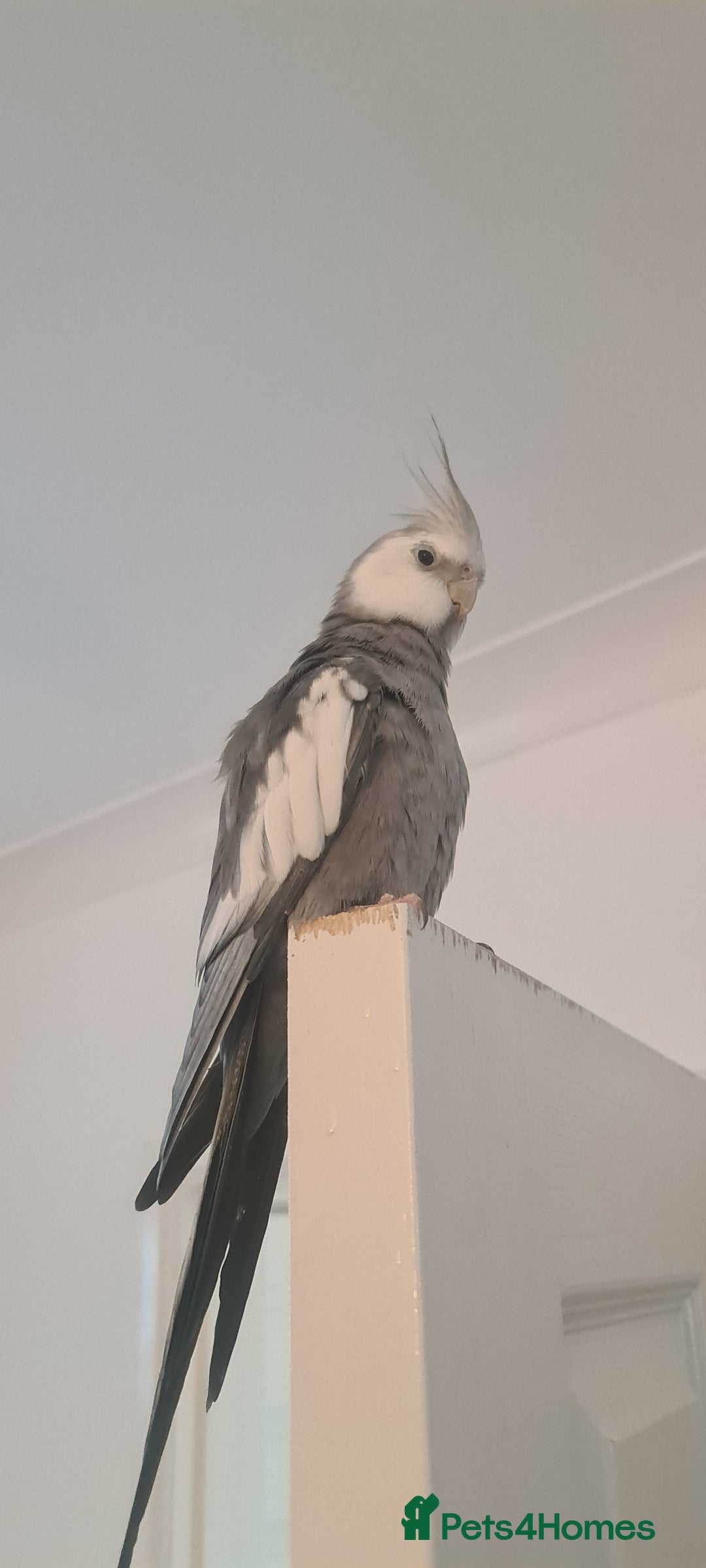 Cockatiels birds for sale: 2 beautiful birds (couple) - Image 3