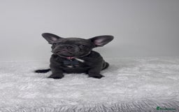 French Bulldog dogs for sale: Female French Bulldog: six moths old - Image 3