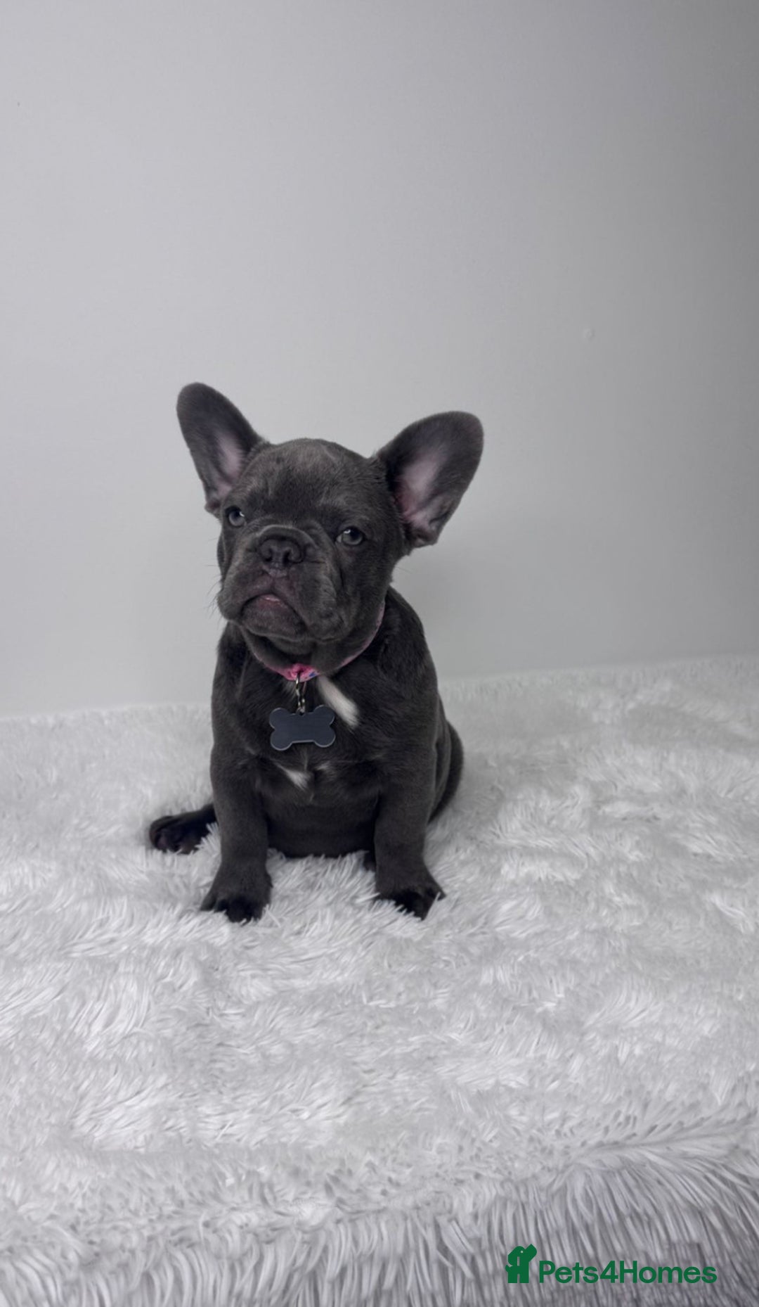 French Bulldog dogs for sale: Female French Bulldog: six moths old - Image 3