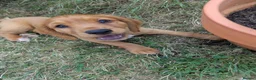 Cocker Spaniel dogs for sale: KC registered golden working cocker spaniel boys - Advert 3