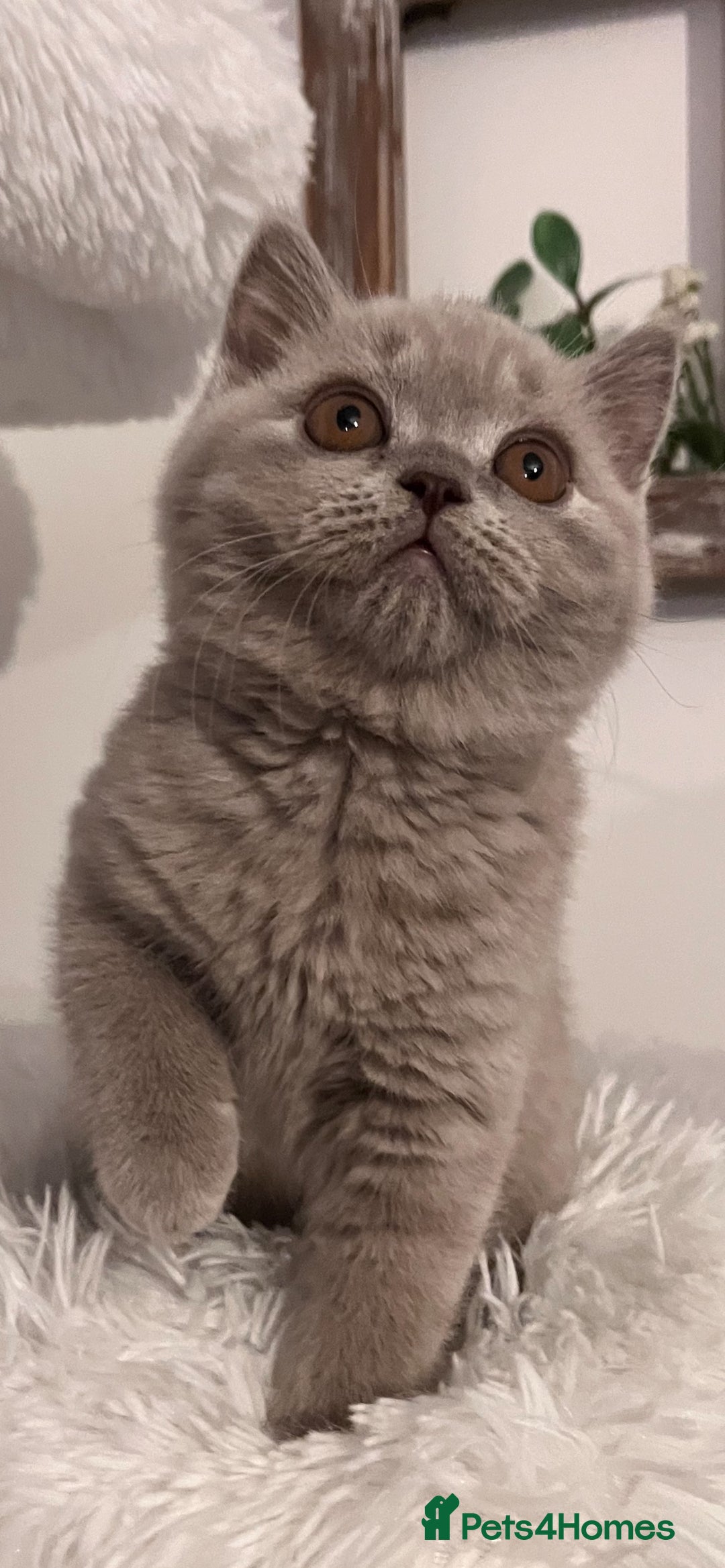 British Shorthair cats for sale: British shorthair kittens  - Advert 6