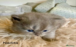 British Longhair cats for sale: HEALTH TESTED BRITISH LONGHAIR MAINE COON BLUE - Image 6
