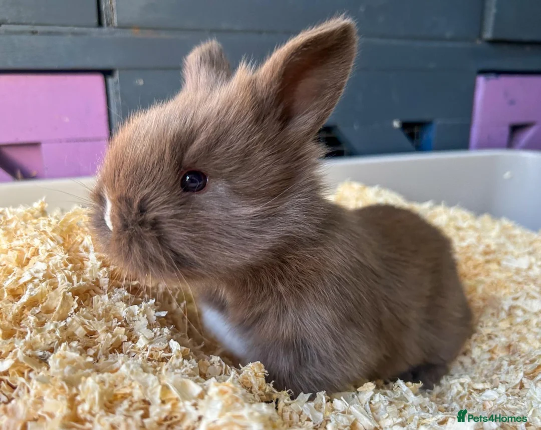 Mini Lion Lop rabbits for sale: 🐰ADORABLE LION LOP BUNNIES🐰 - Advert 2