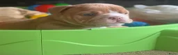 English Bulldog dogs for sale: English Bulldog Puppies  - Advert 8