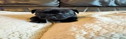 Staffordshire Bull Terrier dogs for sale: KC Staffordshire bull terrier pups for sale  - Advert 7