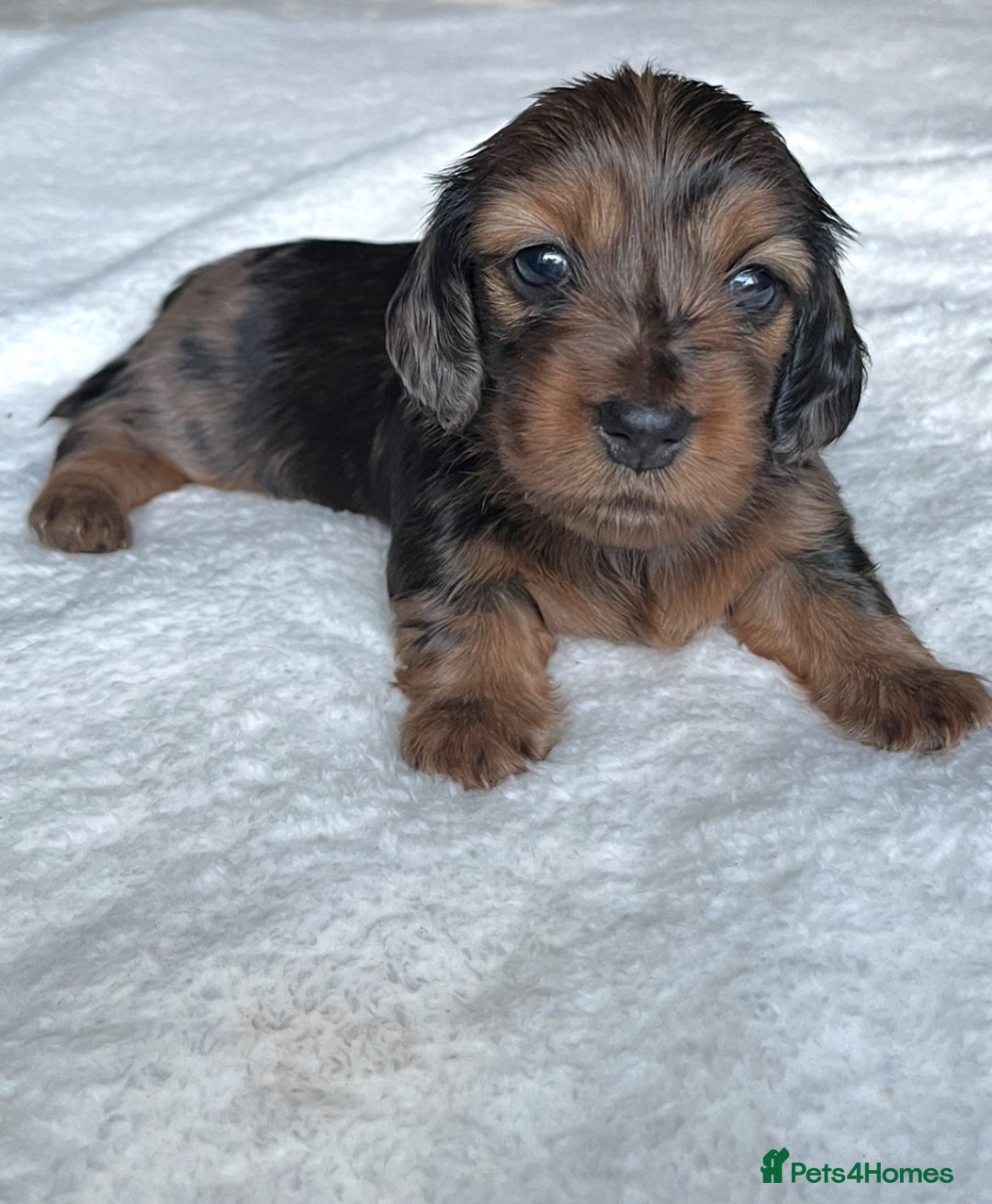Miniature Dachshund dogs for sale: KC Long Hair Mini Dachshunds  - Advert 14