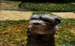 Maltipoo dogs for sale: Maltipoo puppy  - Image 2