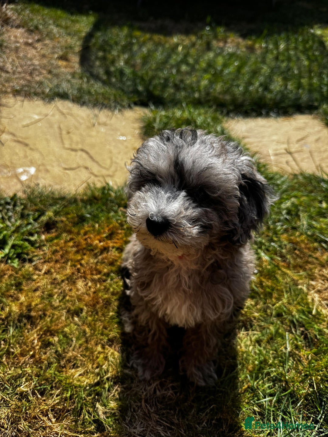 Maltipoo dogs for sale: Maltipoo puppy  - Image 2