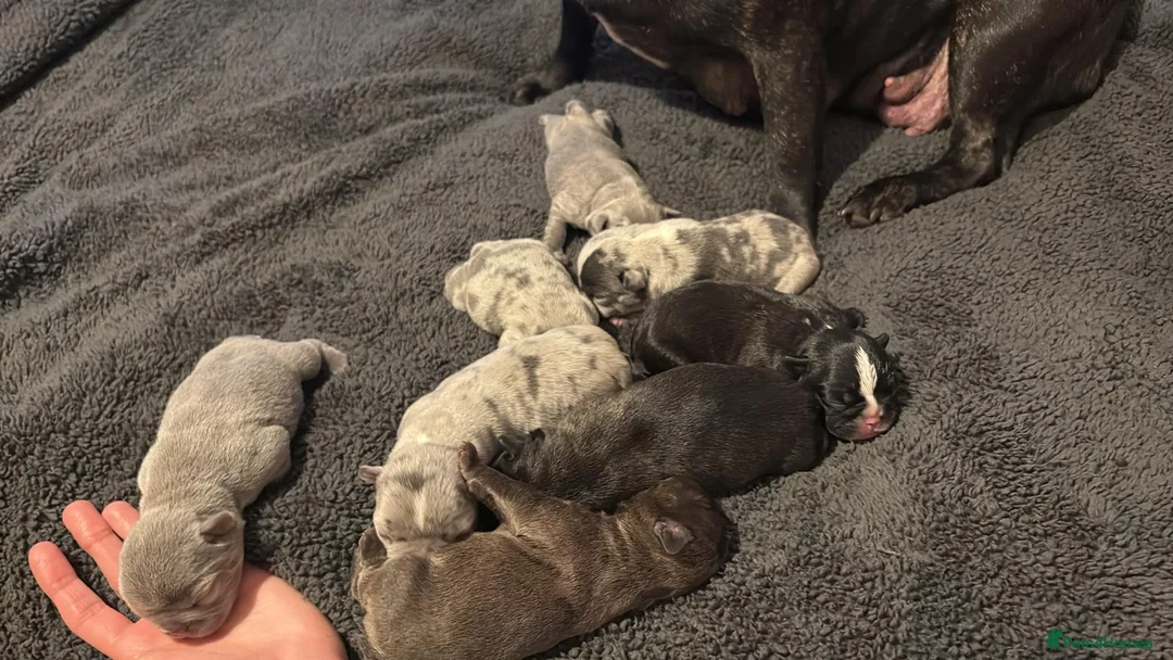 French Bulldog dogs for stud: blue Merle French bulldog stud  in Birmingham - Advert 11
