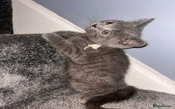 Russian Blue cats for sale: Russian Blu/British Blu - Image 20