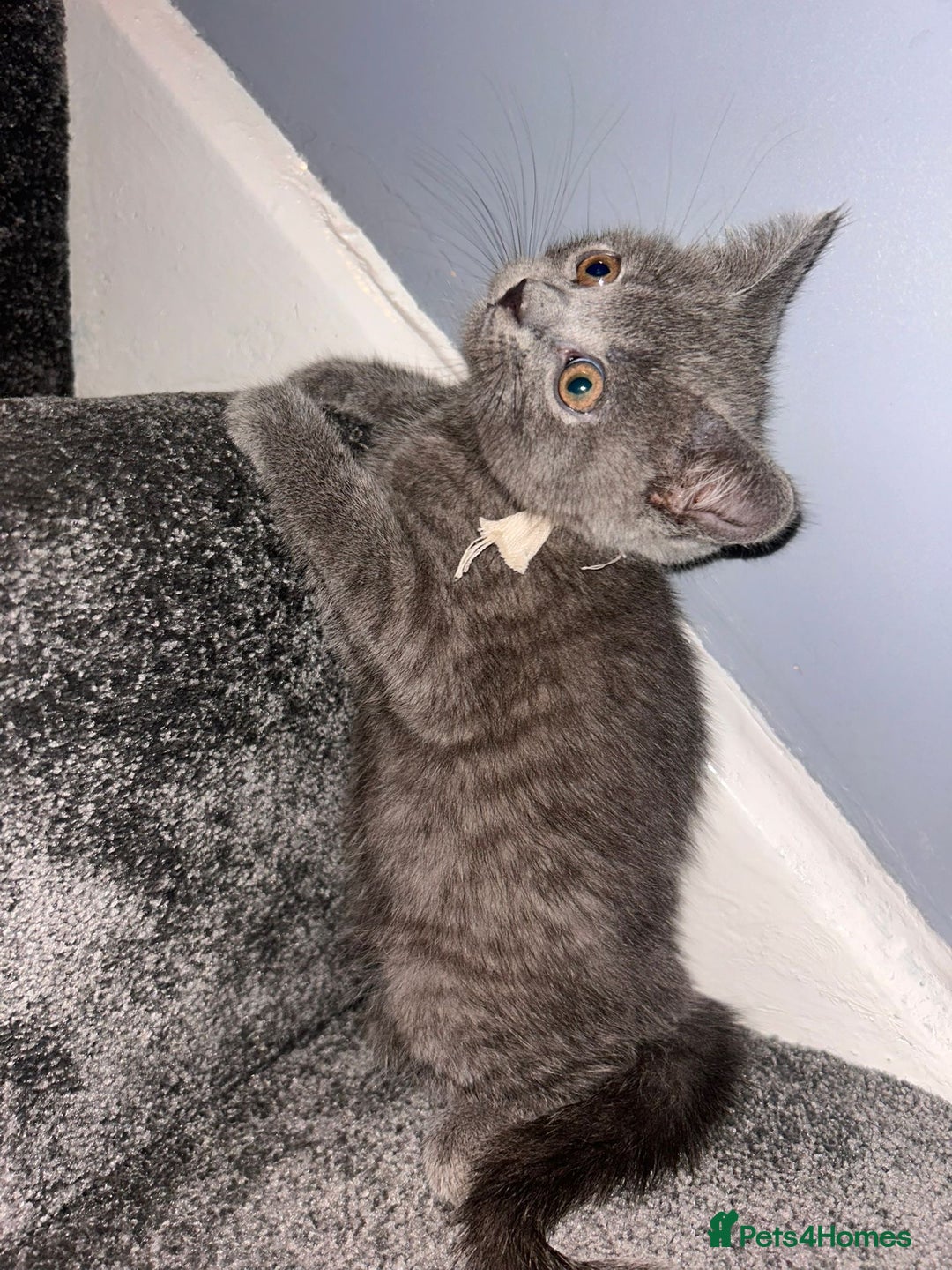 Russian Blue cats for sale: Russian Blu/British Blu - Image 20