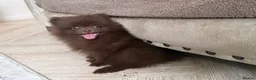 Pomeranian dogs for sale: CHAMPION LINES KC POMERANIAN PUPPIES  - Advert 5