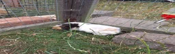 Guinea Pig rodents for sale: 3 Males only left guinea pigs for sale  - Advert 4