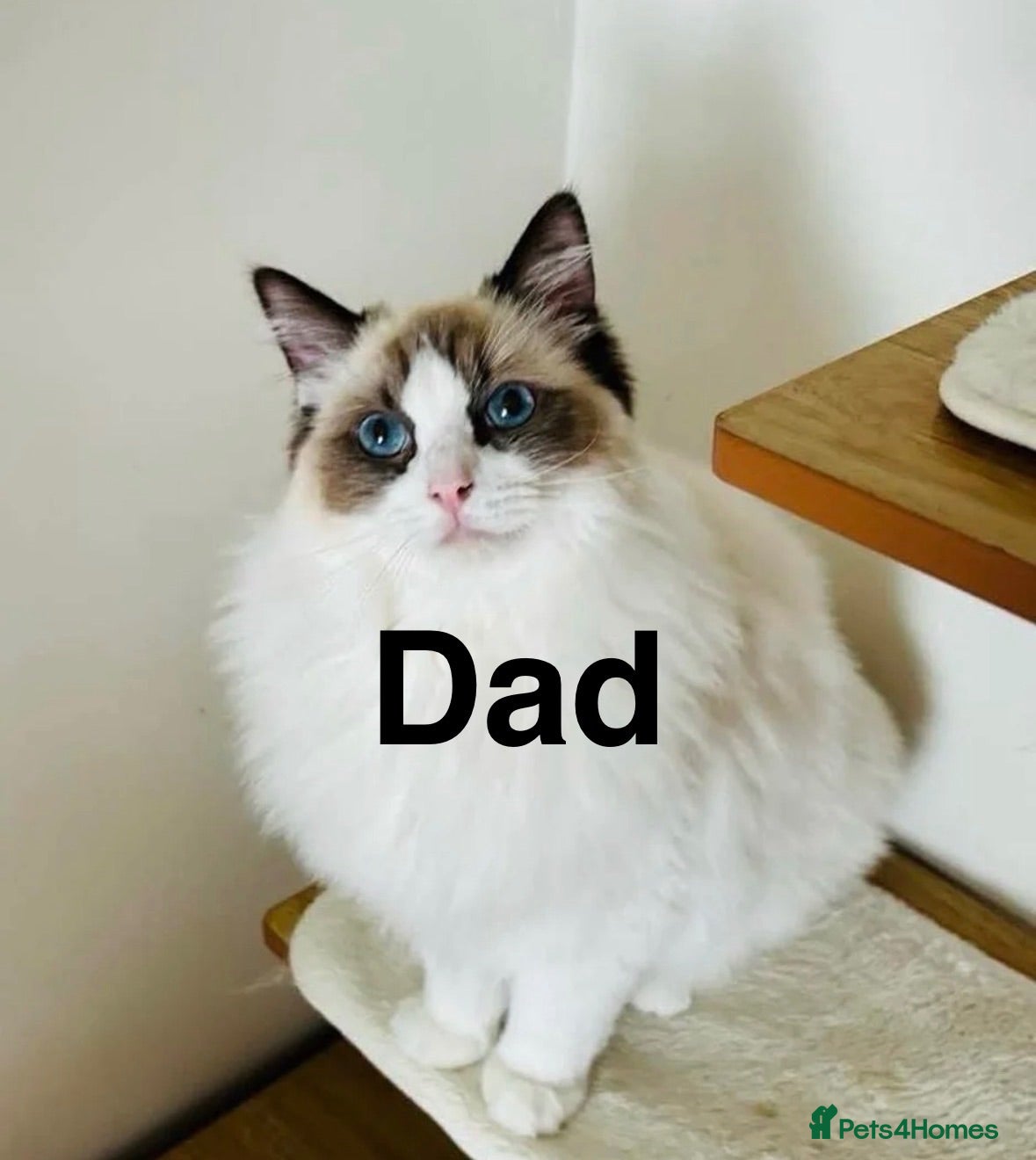 British Shorthair cats Pedigree British Short Hair BSH Adorable Female - Advert 2