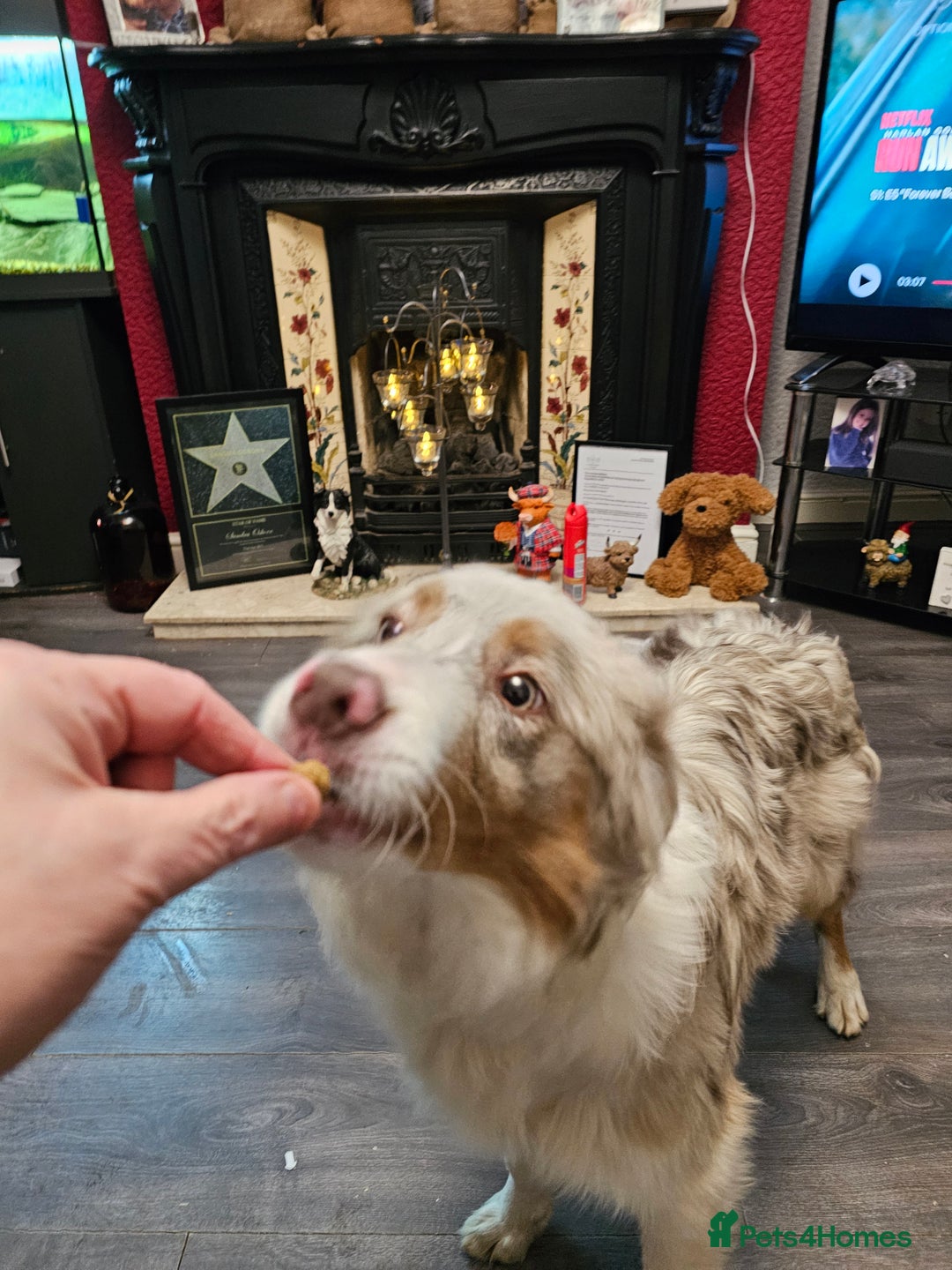 Border Collie dogs for sale: Lilac merle tri border collie pup - Advert 6