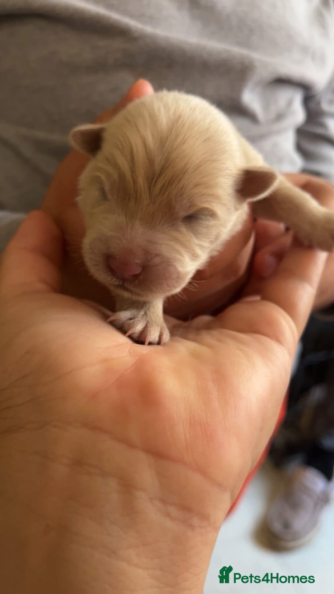 Chow Chow dogs for sale: Chow Puppies – Cream, Grey & Merle Available - Advert 9