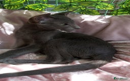 Oriental cats for sale: Full Pedigree Oriental 1 Kitten XL size ears GCCF - Image 4