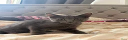 Mixed Breed cats for sale: Beautiful friendly Grey kittens - Advert 5