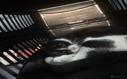 British Shorthair cats for sale: Nala 1 year old Kitten  - Image 2