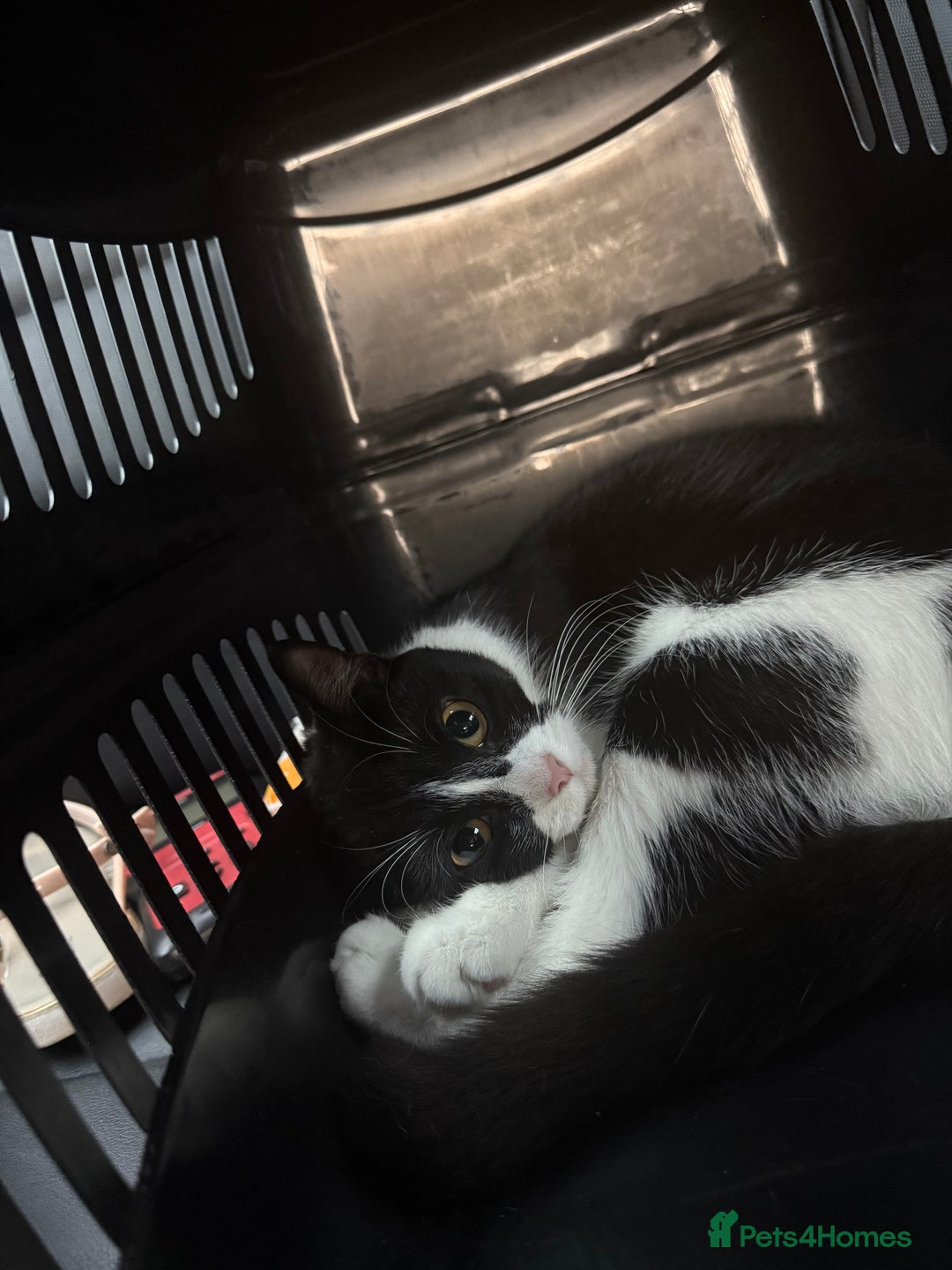 British Shorthair cats for sale: Nala 1 year old Kitten  - Image 2