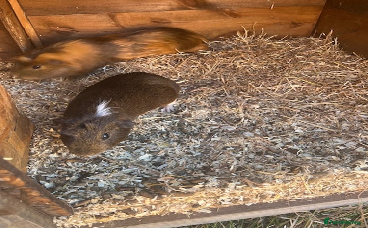 Guinea Pig rodents - Advert 8