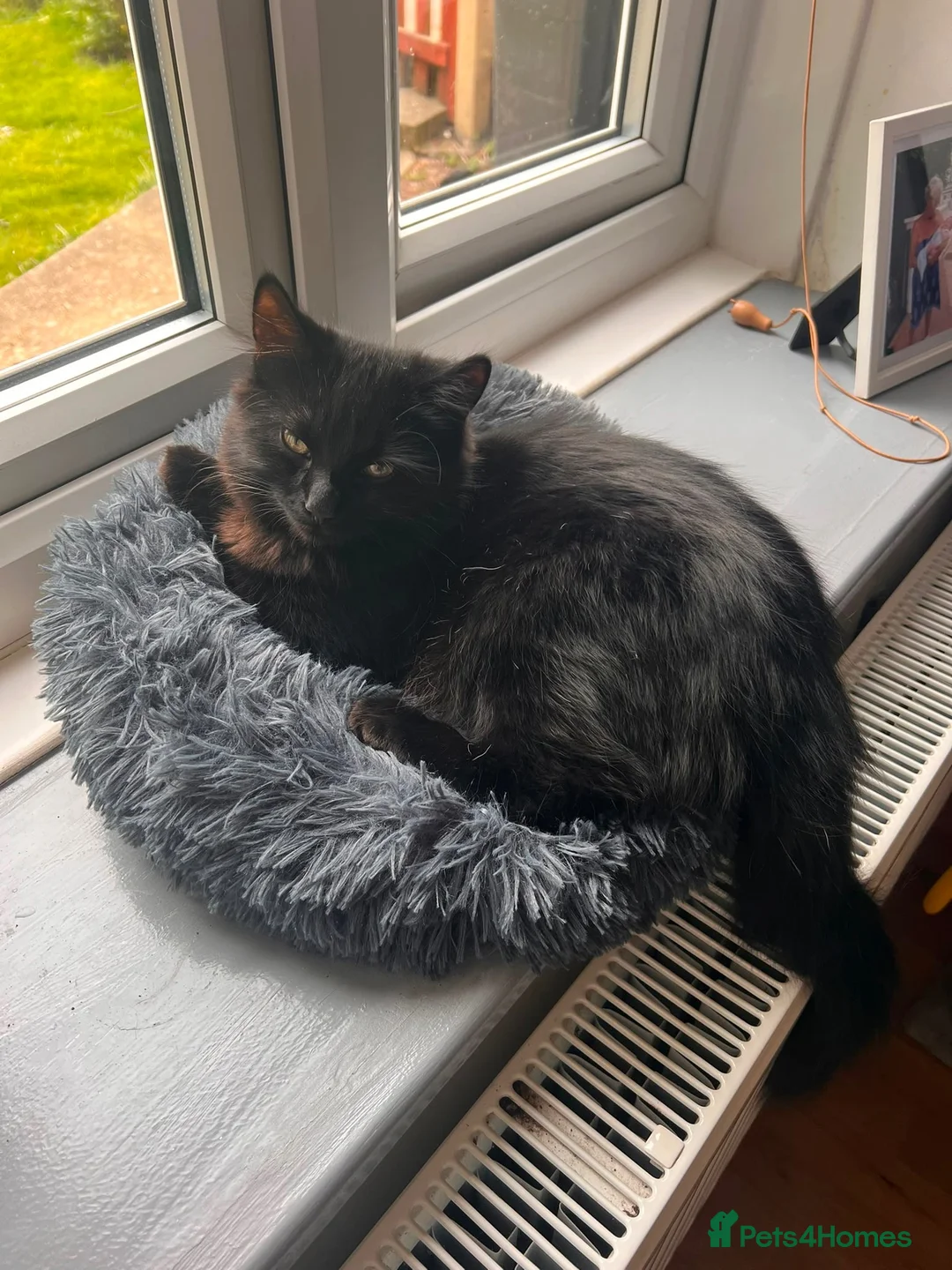 Mixed Breed cats for sale: Black cats boy and girl in Dover - Advert 5