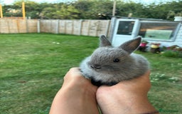 Netherland Dwarf rabbits for sale: Gorgeous Netherland dwarf bunnies  - Image 11