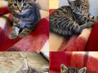 Maine Coon cats Half Maine Coon Kittens - Advert 1