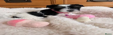 Pink Collar Girl 