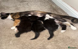 Domestic Shorthair cats for sale: 3 kittens looking for forever home - Image 6