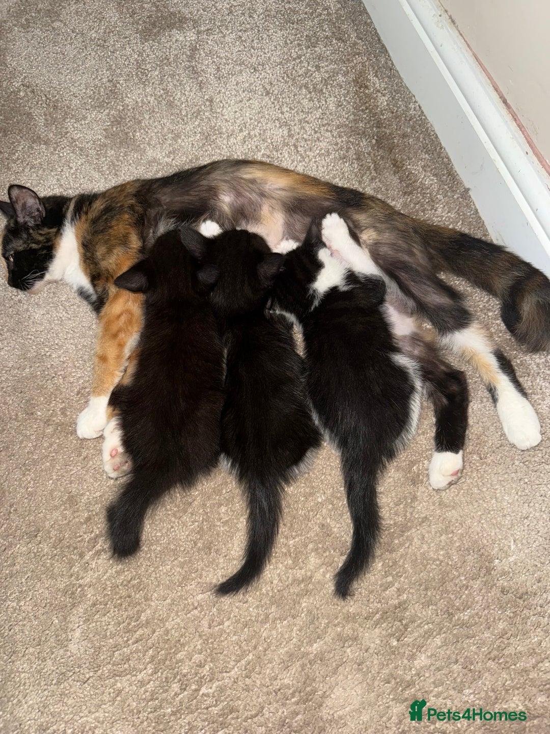 Domestic Shorthair cats for sale: 3 kittens looking for forever home - Image 6