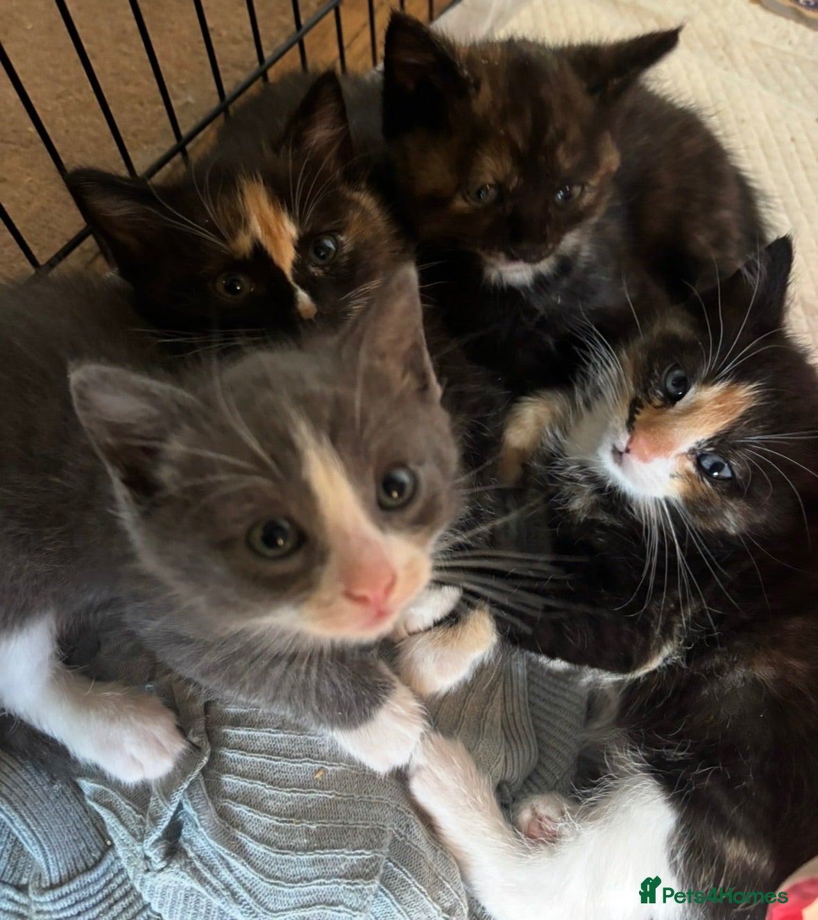 Ragdoll cats 🐾 Gorgeous Ragdoll Cross Kittens🐾 - Advert 2