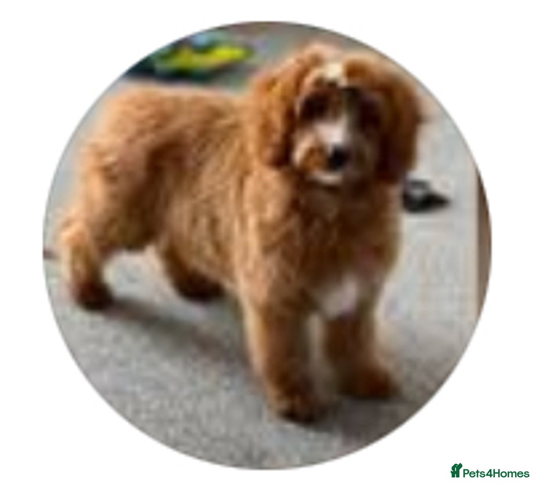Cavapoo dogs for sale: Top Class Extensively tested Toy Cavapoo pups - Advert 9