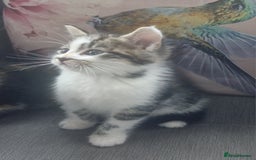 Mixed Breed cats for sale: 5 beautiful kittens 4 female 1 male - Image 4
