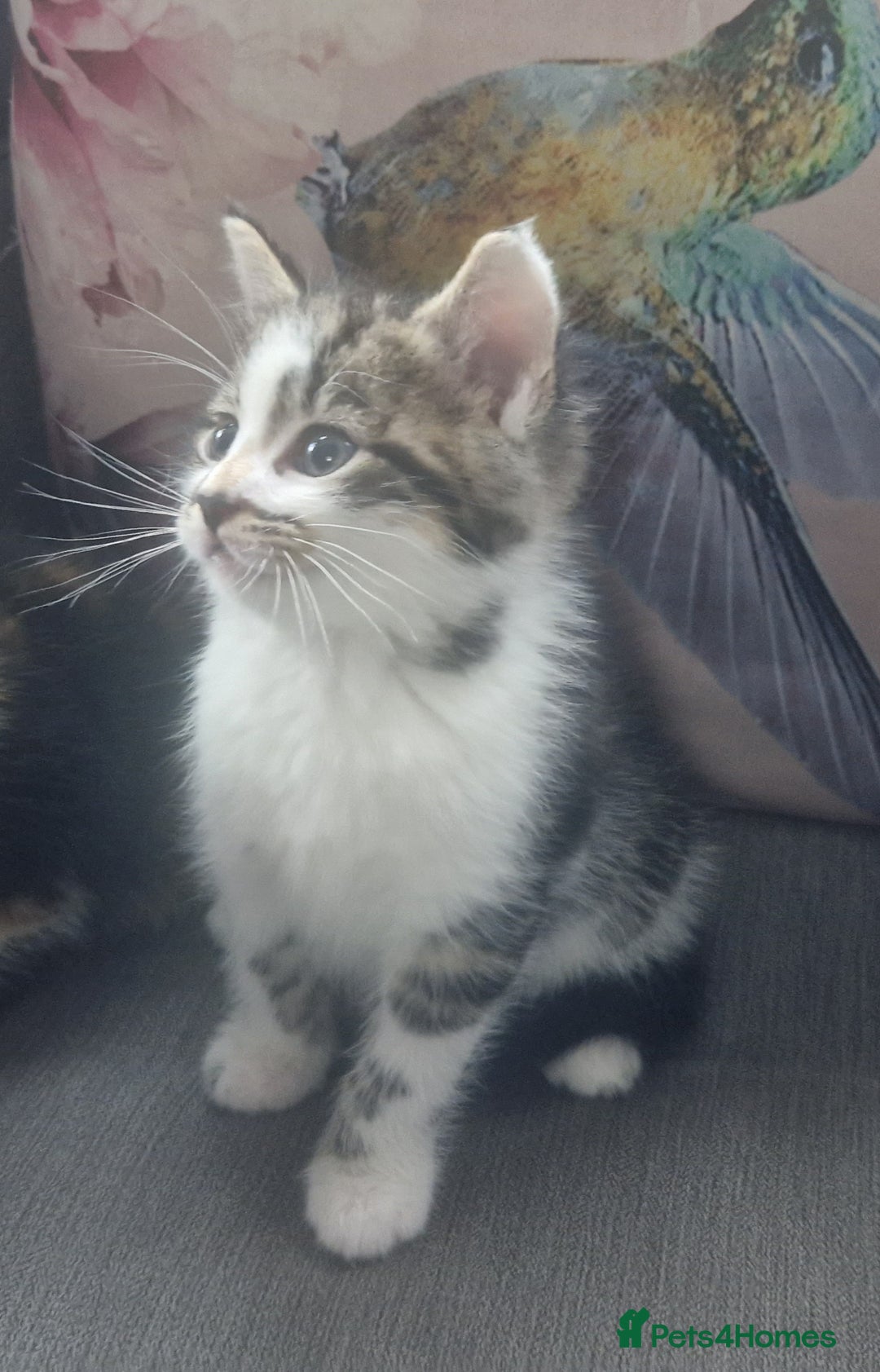 Mixed Breed cats for sale: 5 beautiful kittens 4 female 1 male - Image 4