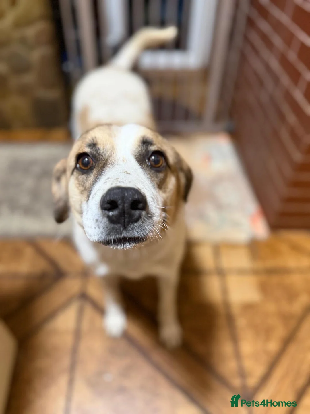 Mixed Breed dogs for adoption: 🐾🤍 MARIA – Gentle, Loyal & Ready to Belong 🤍🐾 - Advert 1