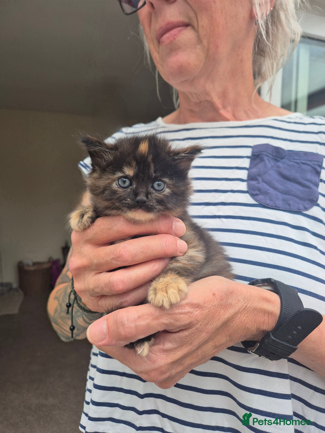 Mixed Breed cats for sale: Super friendly, fluffy kittens! 😻 - Image 31