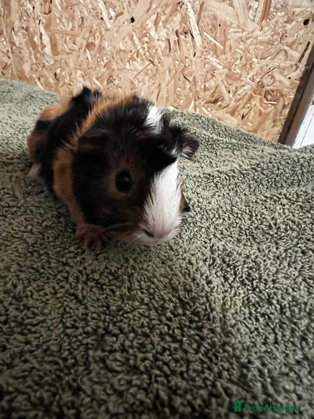 Guinea Pig rodents for sale: baby guinea pig - Advert 39