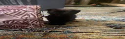 Scottish Fold cats for sale: Scottish Fold kittens for sale  - Advert 6