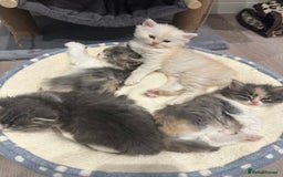 Mixed Breed cats for sale: Beautiful Perdoll Kittens🐾 - Advert 6