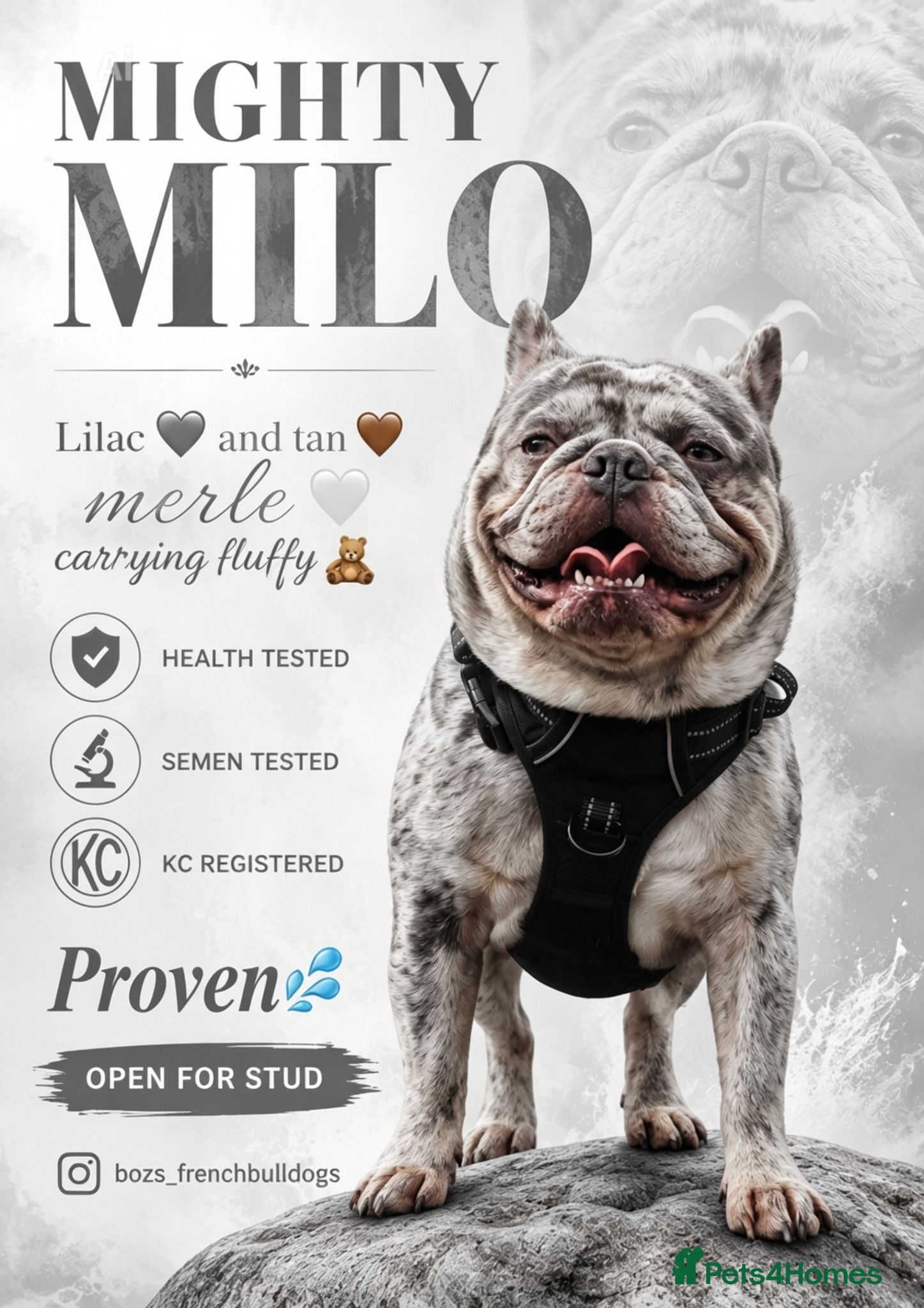 French Bulldog dogs MIGHTY MILO 🔥STUD🔥 - Advert 2