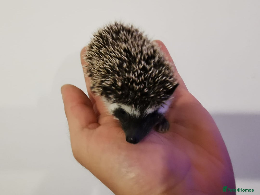 Pygmy Hedgehog rodents for sale: Male and a female african pygmy hedgehog  - Image 8