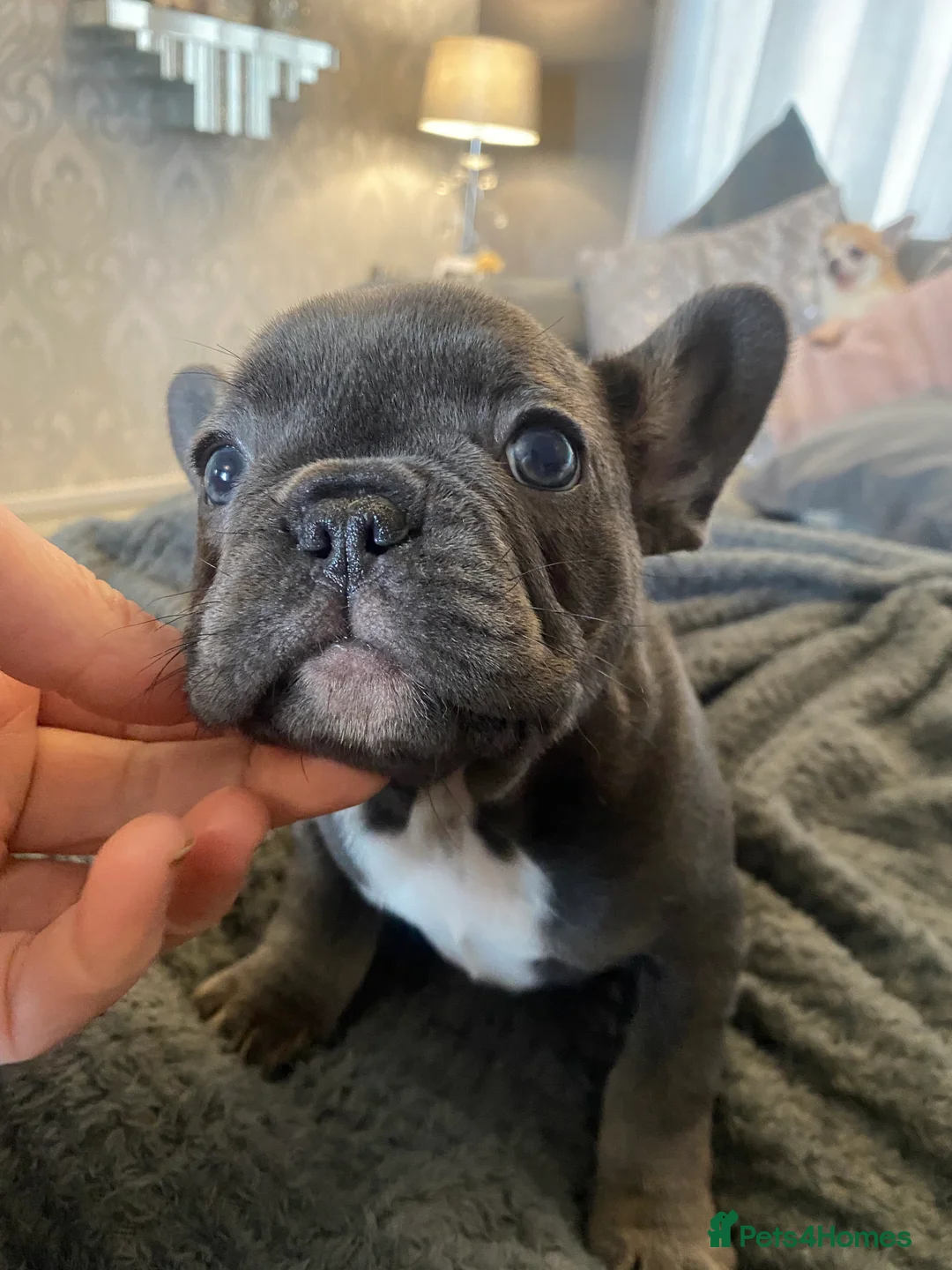 French Bulldog dogs for sale: Stunning chunky French bulldog pups  - Advert 4