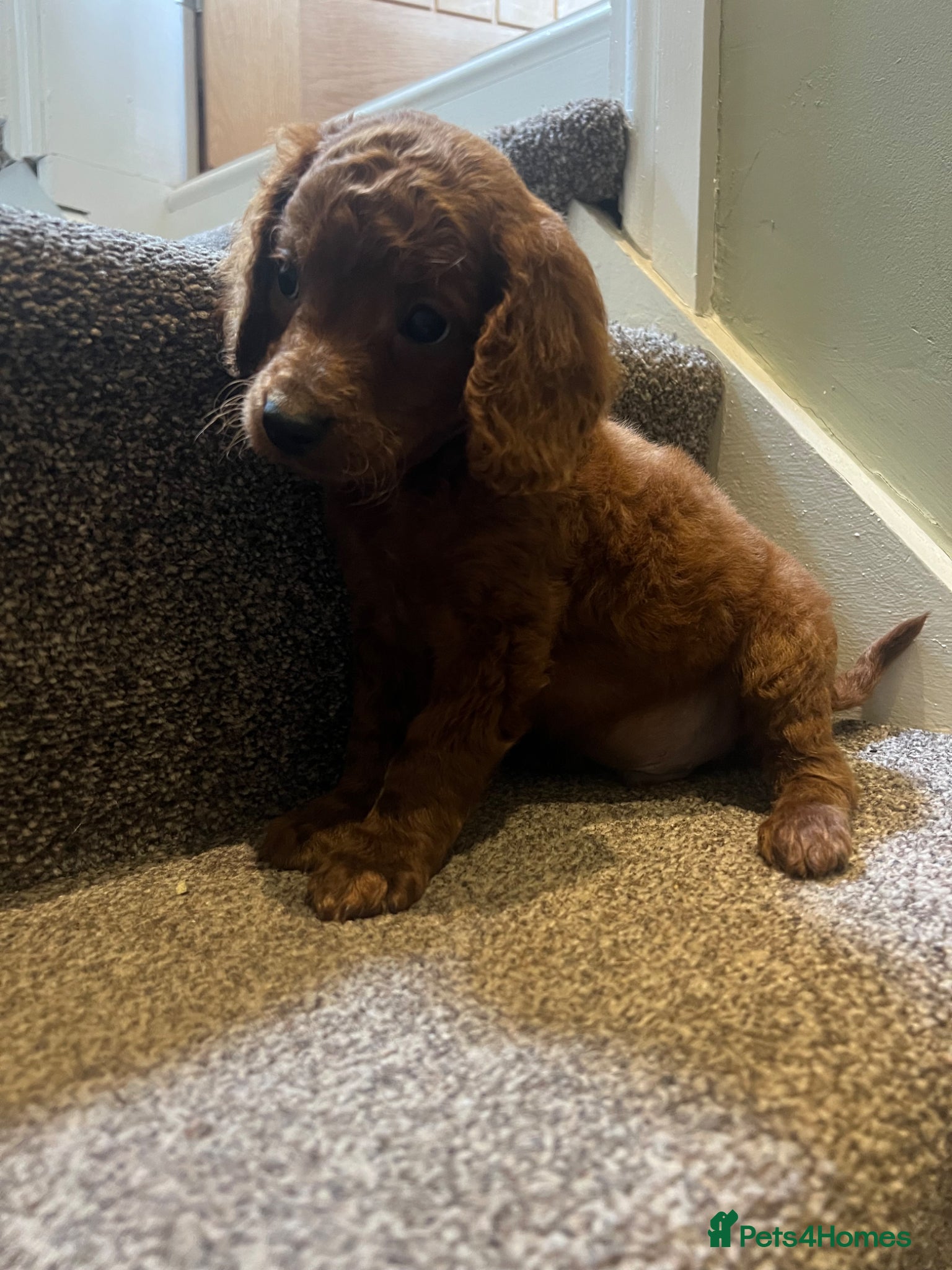 Cockapoo dogs Lovely litter of F2 cockapoos  - Advert 2