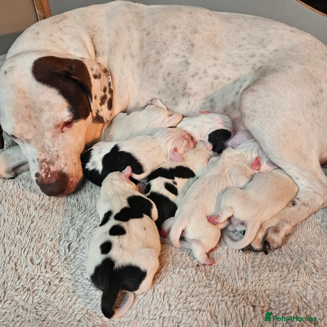 Mixed Breed dogs for sale: Staffie spaniel X old English bulldog  - Advert 1