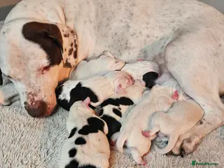 Mixed Breed dogs Staffie spaniel X old English bulldog - Advert 5