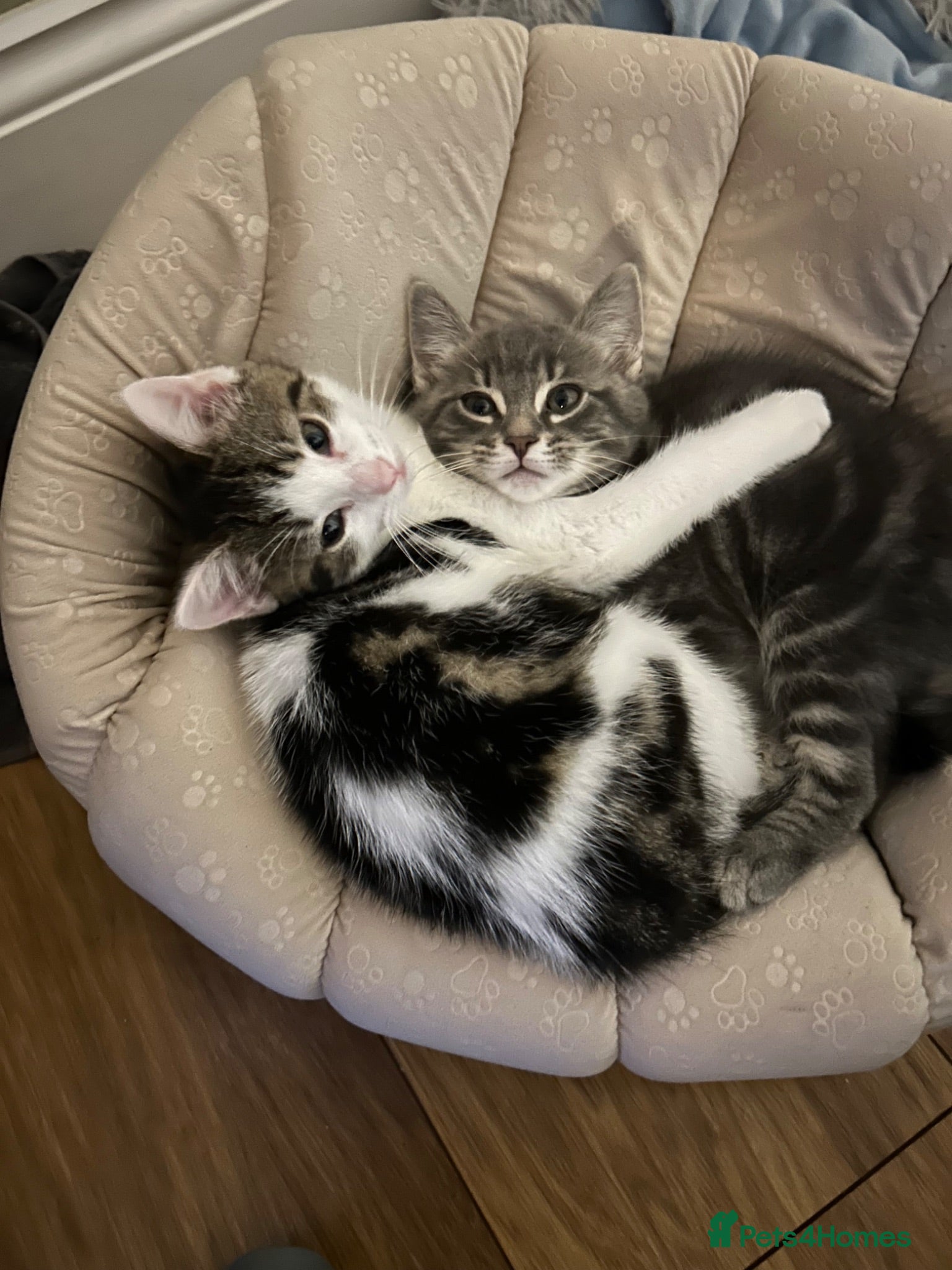 Mixed Breed cats 2 beautiful kittens. - Advert 10