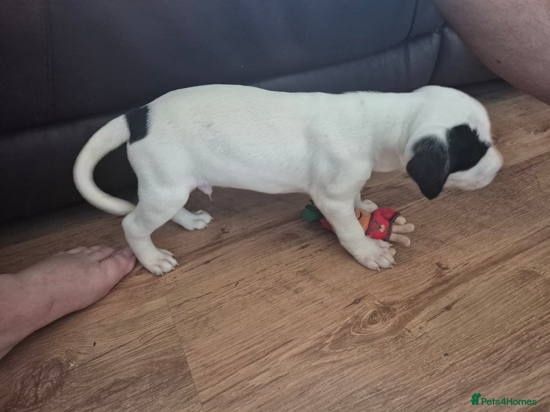 Staffordshire Bull Terrier dogs for sale: Staffie x Cockapoo puppies - Image 16